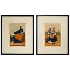 19th Century Pair of Chromolithograph Prints of Rare Pigeons
