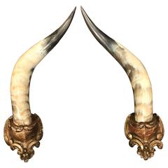 Large Pair of 19th Century French Horns Mounted on Carved Gilt Supports 7