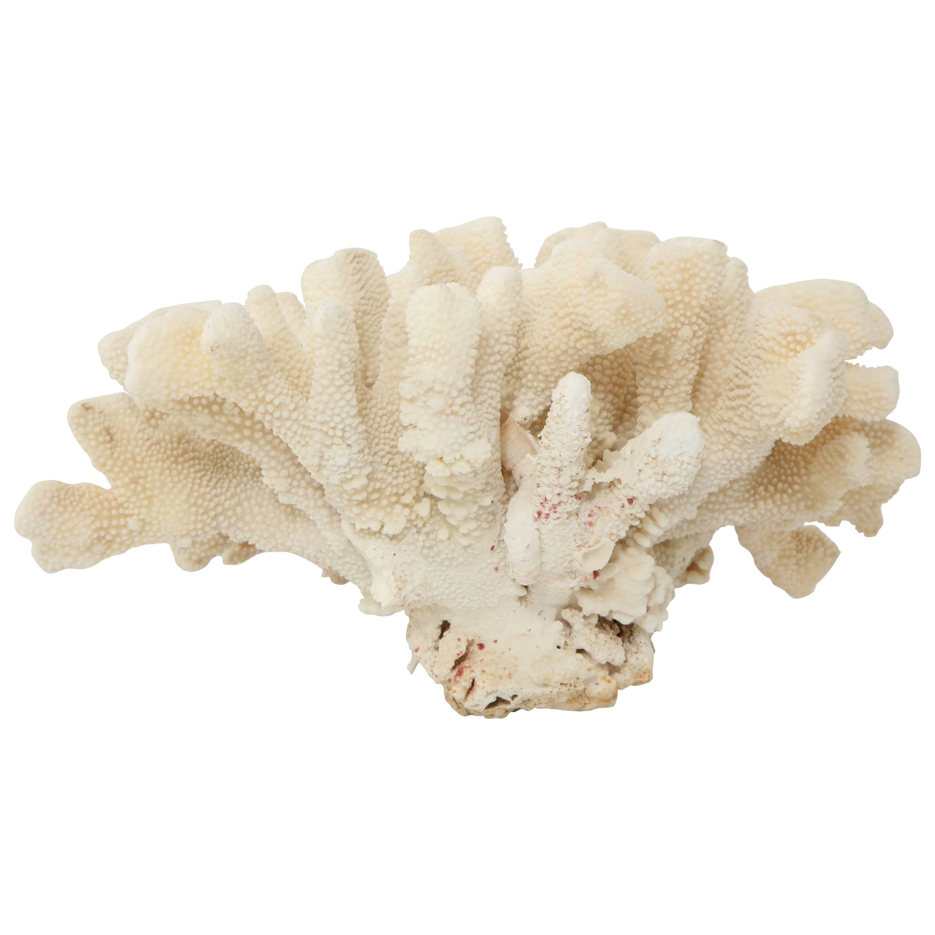 Decorative large coral. Very good condition.