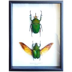 Extraordinary Beetle Taxidermy with Winged Exhibition