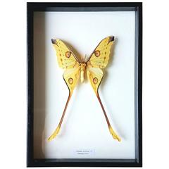 Spectacular Luna Moth Taxidermy Mounted in a Glassed Frame