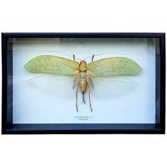 Exceptional Insect Taxidermy Mounted in Glassed Frame