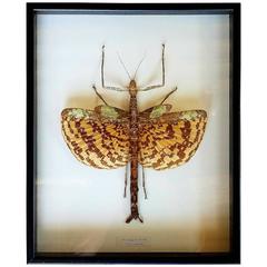 Exceptional Walking Stick Insect Taxidermy Mounted in Glassed Frame