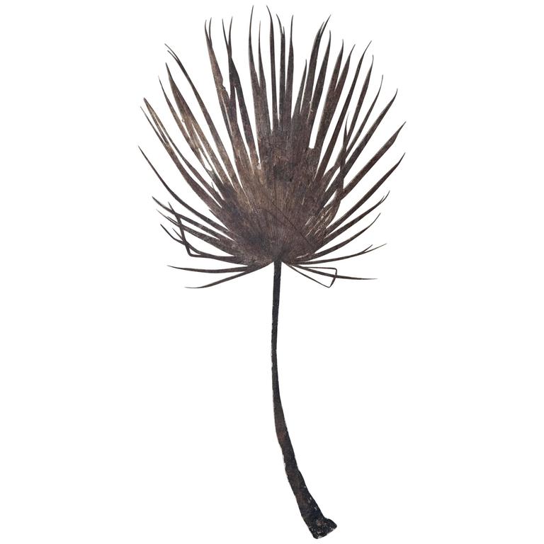 Giant Palm Frond For Sale at 1stdibs