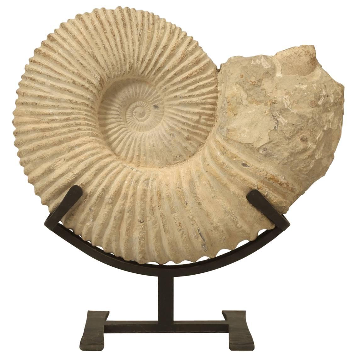 Ammonite Fossil Found in Morocco