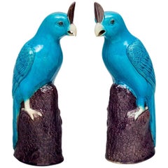 Pair of Chinese Turquoise Cockatoos