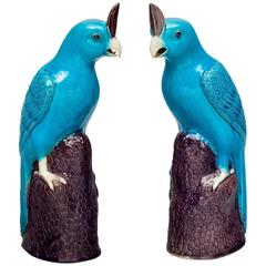 Pair of Chinese Turquoise Cockatoos 2