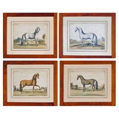 Impressions anciennes de chevaux par le baron D'Eisenberg, vers 1747