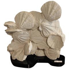 Fossil Pecten on Black Acrylic Mount 1