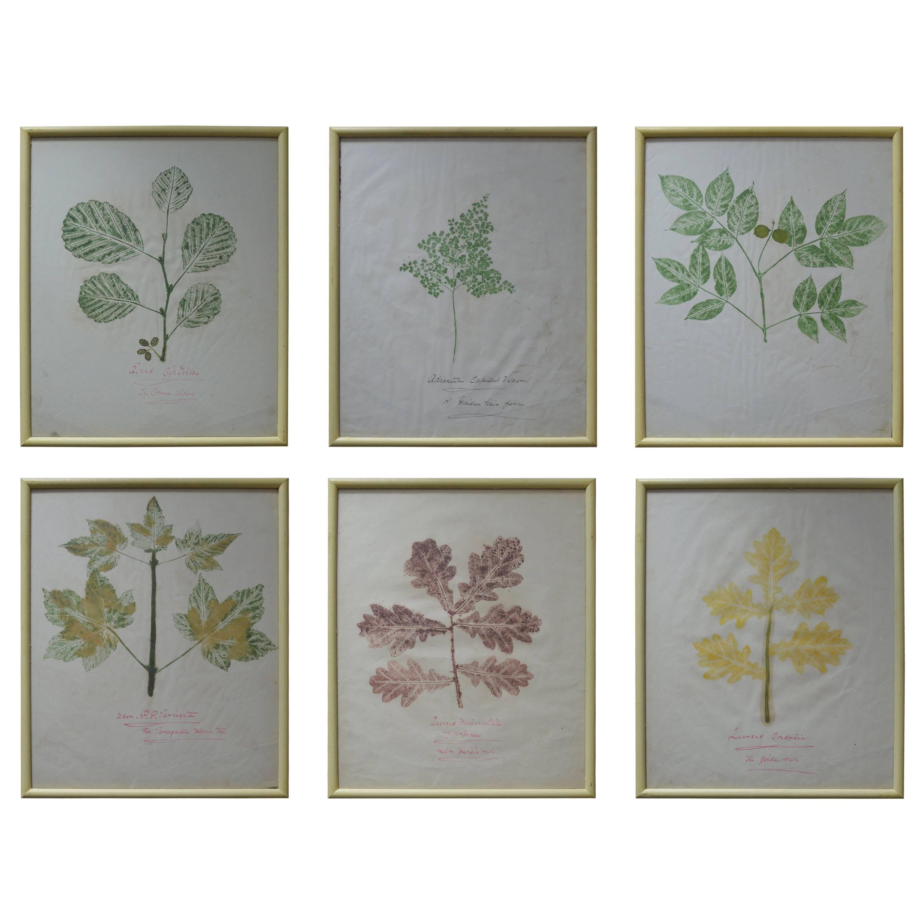 Set of Six Naive Botanical Prints 'Leaves', circa 1830