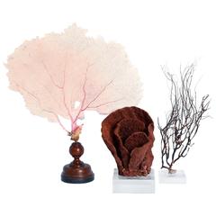Three Mounted Sea Specimens, Priced Individually 12