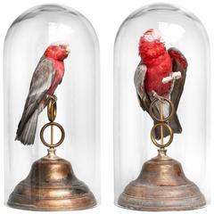 Fine Taxidermy Roseate Cockatoos by Sinke & Van Tongeren