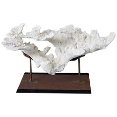 Large Vintage White Coral Specimen on Custom-Made Iron Stand 1