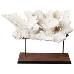 Large Vintage White Coral Specimen on Custom Made Iron Stand II