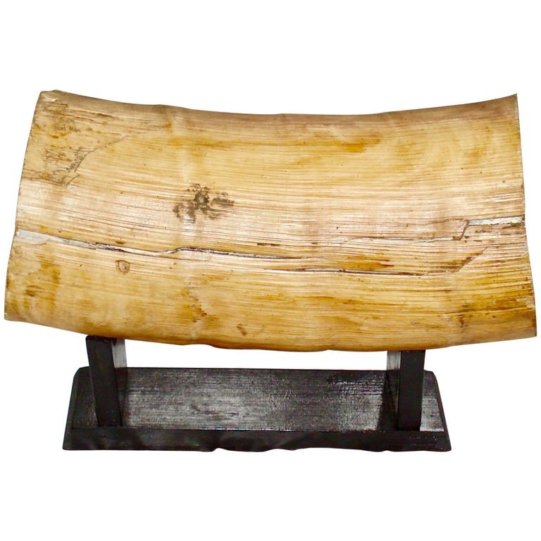 Very Rare Mammoth Tusk, Large Piece at 1stDibs