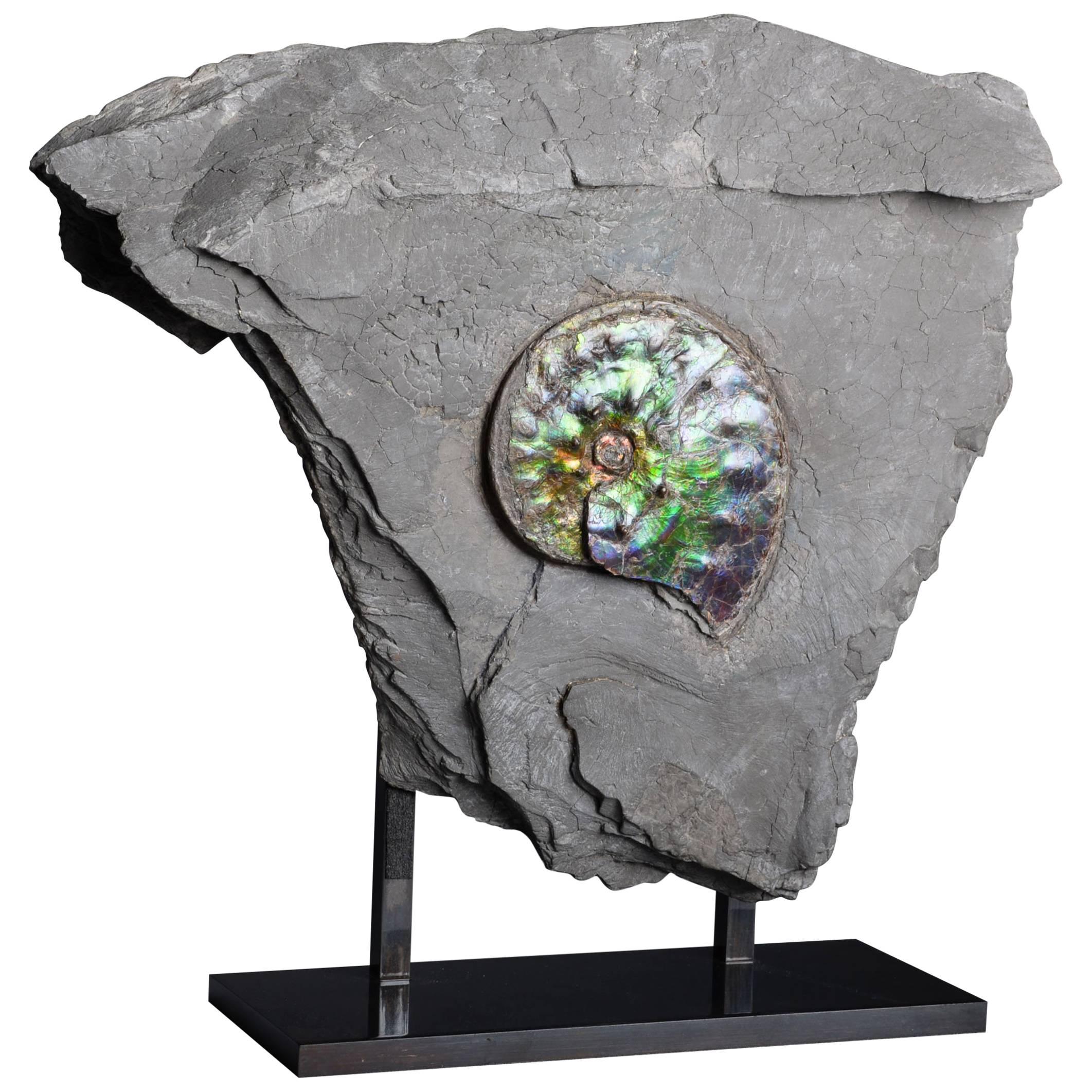 Opalescent Gem Ammonite Fossil