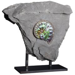 Antique Opalescent Gem Ammonite Fossil