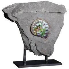 Opalescent Gem Ammonite Fossil