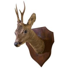 Antique Mounted Roe Deer Head