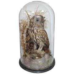 Antique Domed Taxidermy Tawny Owl