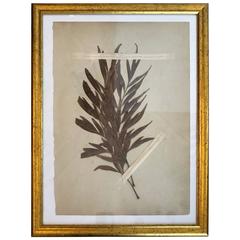French Dried Botanical in Gilt Frame