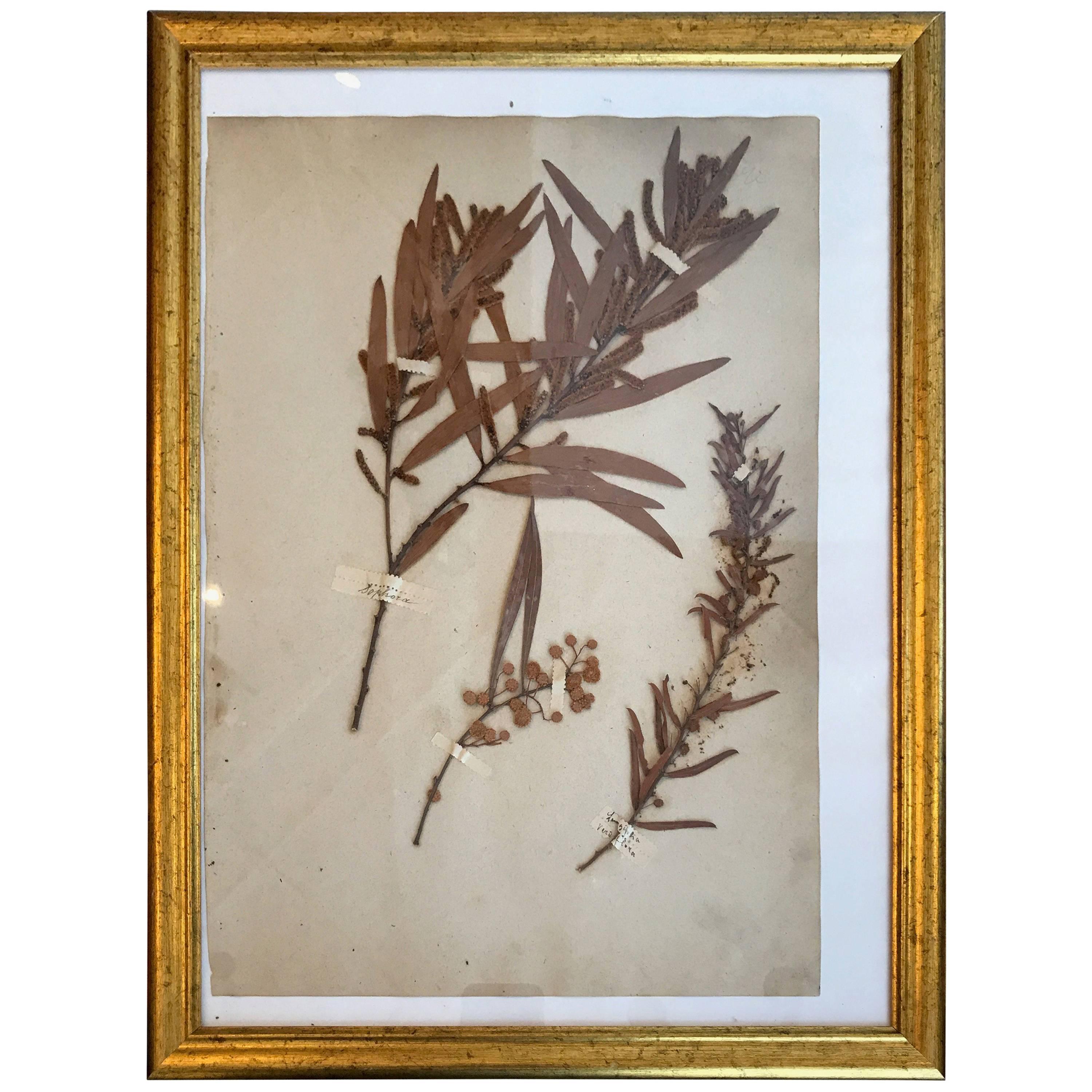 French Dried Botanical in Gilt Frame For Sale