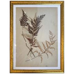 French Dried Botanical in Gilt Frame