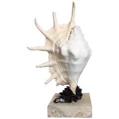 One of a Kind Sea Shell and Quartz Crystal