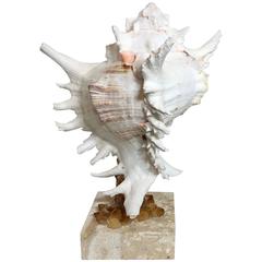 One of a Kind Sea Shell with Quartz Crystal