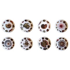 Piero Fornasetti Set of  Dinner Plates Decorated with Urchins and Sea Shells