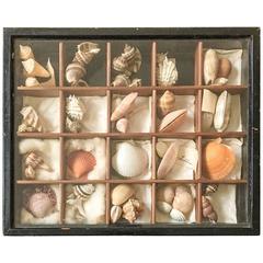 Antique 19th Century Victorian Americana Seashell Shadowbox Collection