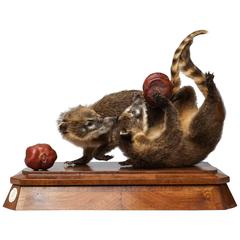 Duo of Fine Taxidermy Ring-Tailed Coatis by Sinke & Van Tongeren