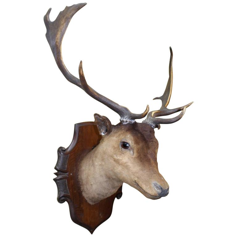 Deer Head Mount >> Handsome Antique Mounted Deer Head Taxidermy Stag Deer Head Mount >> Handsome Antique Mounted Deer Head Taxidermy Stag