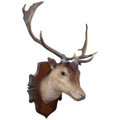 Handsome Antique Mounted Deer Head Taxidermy Stag