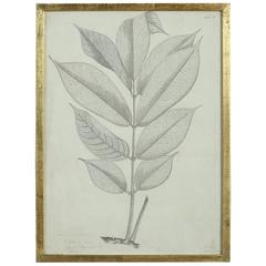 Mid-19th Century Pen and Ink Botanical Study