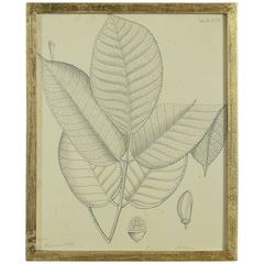 Rare Mid-19th Century Pen and Ink Botanical Study