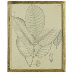 Antique Mid-19th Century Pen and Ink Botanical Study of a Canarium Strictum