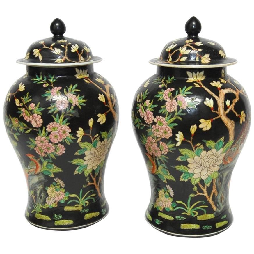 Pair of Chinese Famille Noir Black Ginger Jars