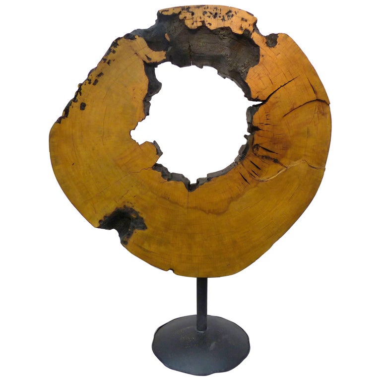 Monumental Amazon Kapok Tree Reclaimed Wood Sculpture by Artist Valeria Totti For Sale at