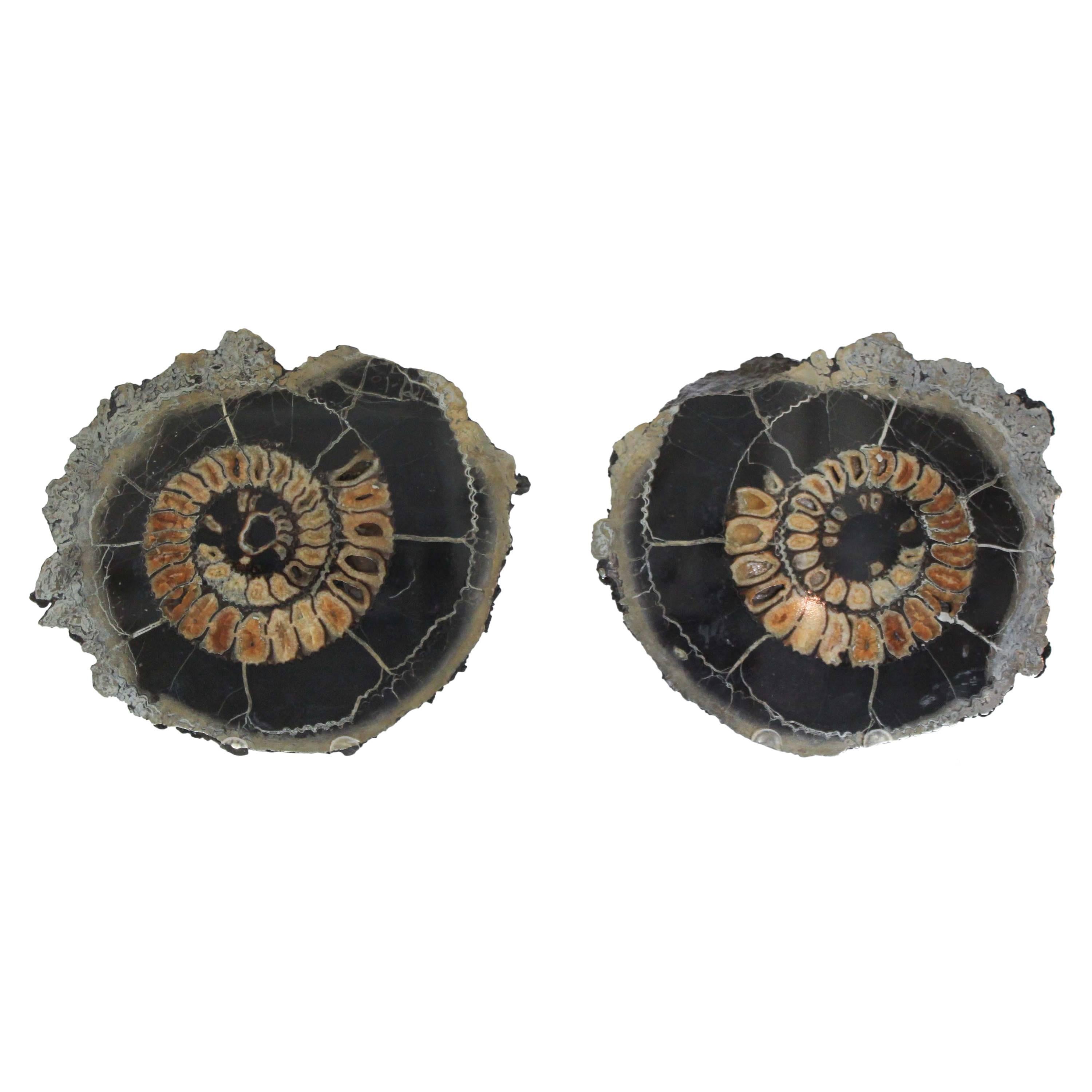 Ammonite Discs, Pair For Sale