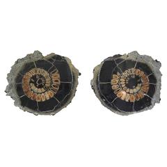 Ammonite Discs, Pair