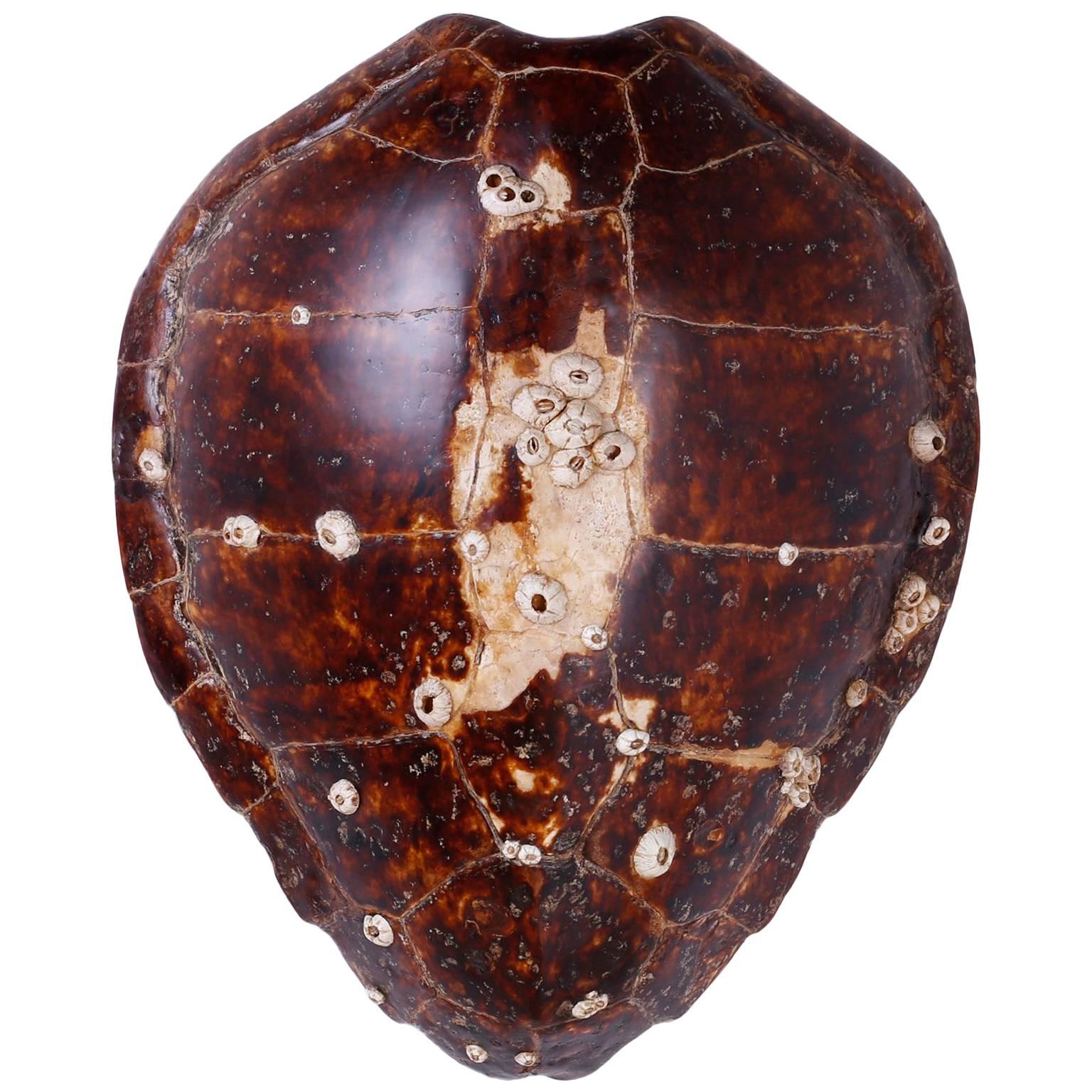 Antique Victorian Turtle Shell with Natural Barnacles
