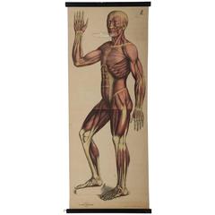 Vintage School Teaching Chart "Human Muscles"