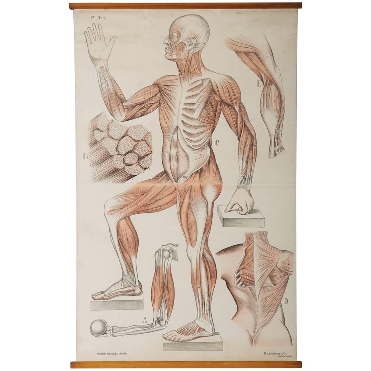 Wall Chart Depicting Human Muscles System For Sale
