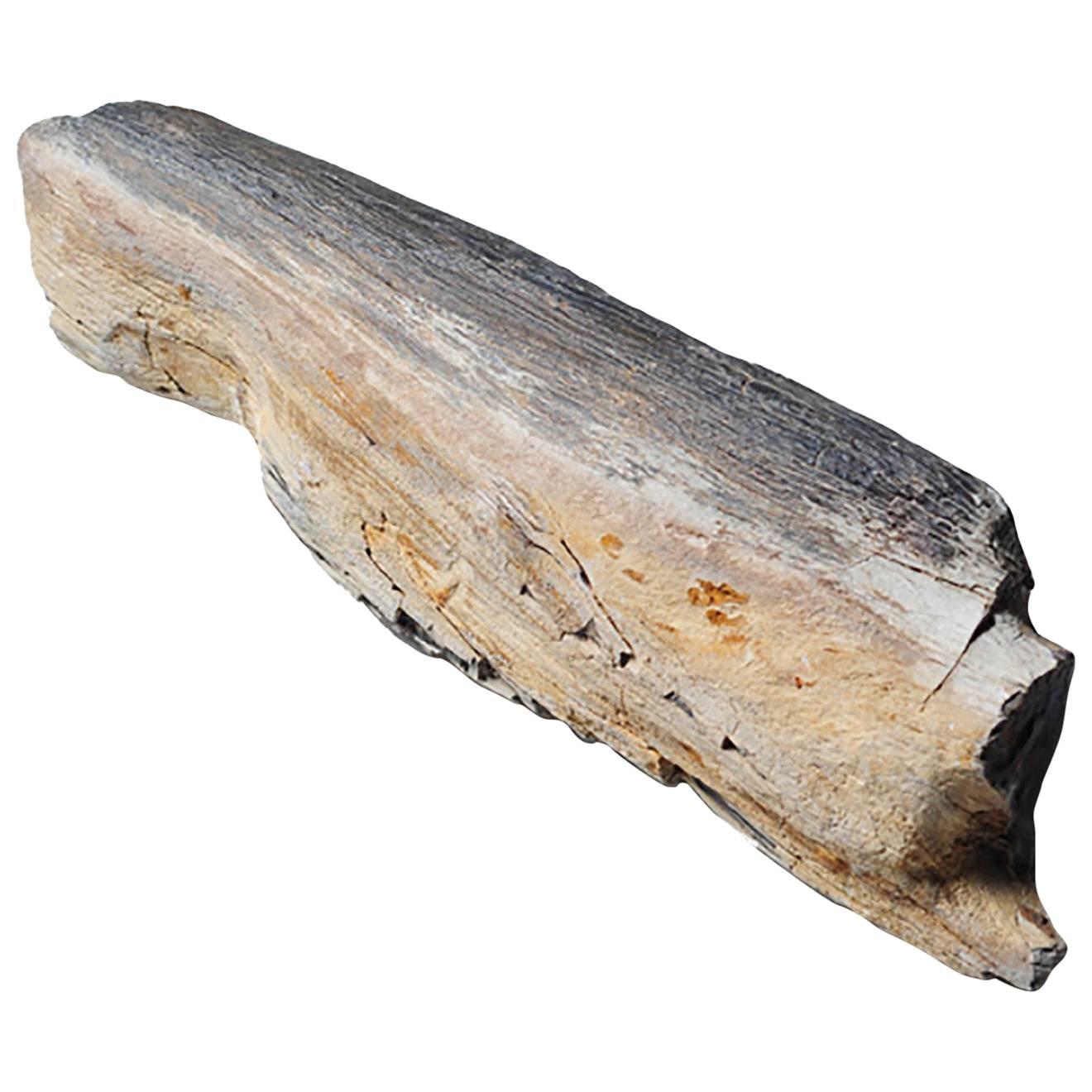 Chinese "Tree Jade" Petrified Wood Specimen For Sale