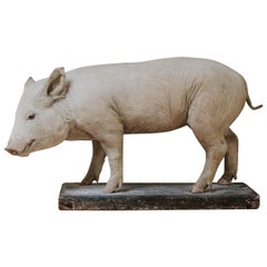 19th Century Taxidermy of a Piglet