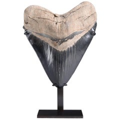 Used Huge Prehistoric Megalodon Tooth Fossil