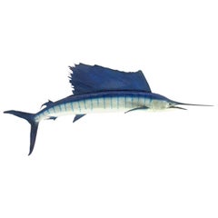 Vintage Sailfish from the 1970s
