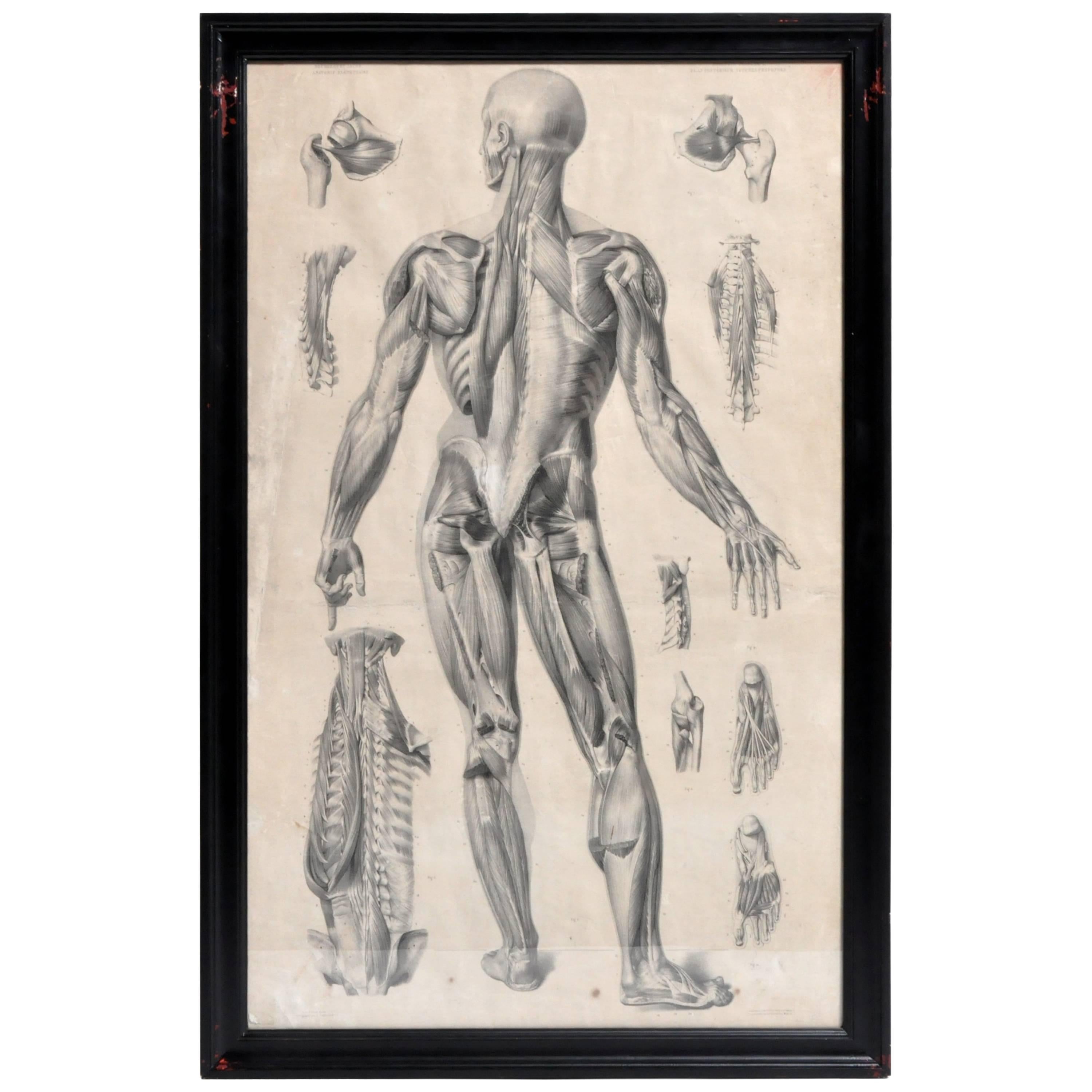 French Black and White Medical Print Posterior View