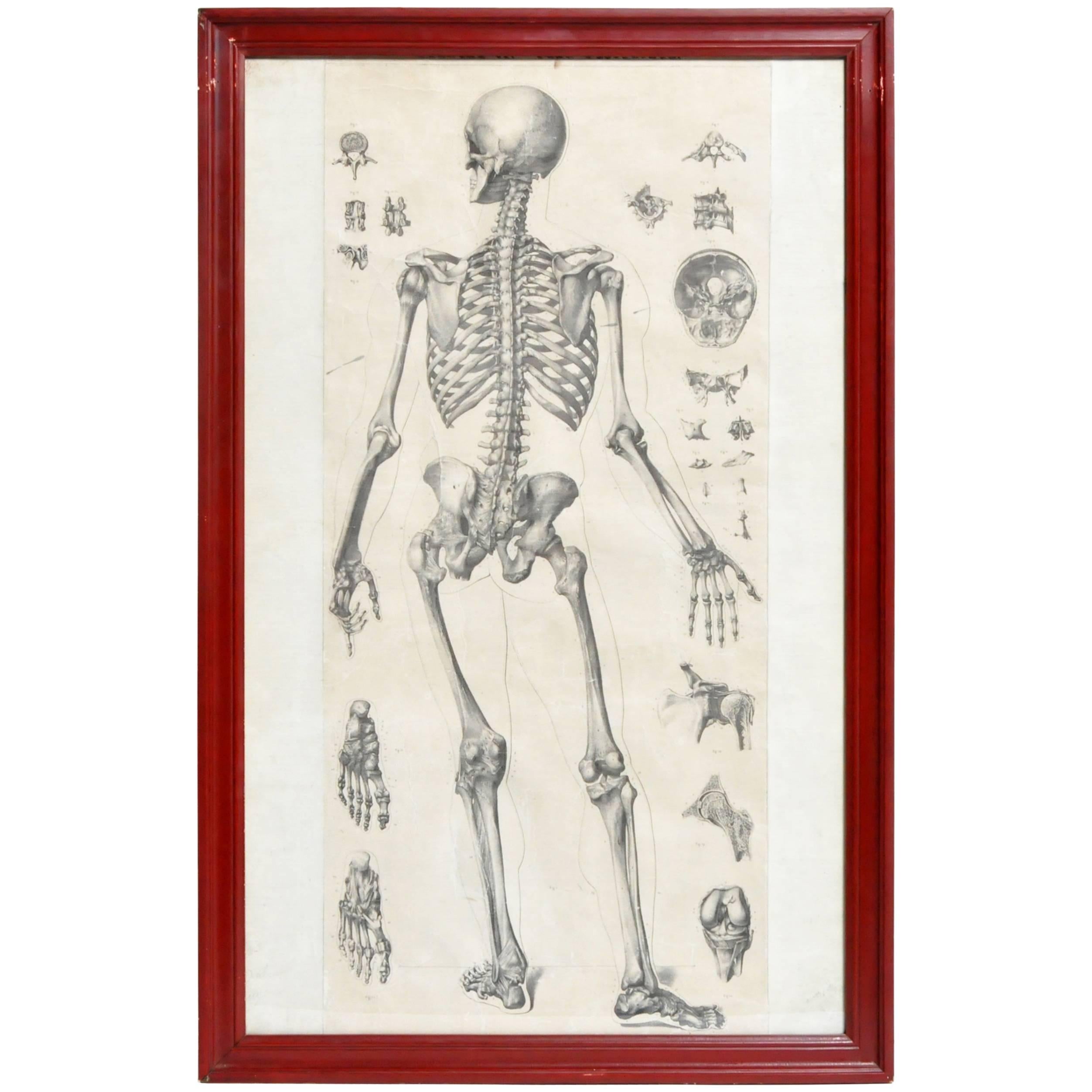 Italian Black and White Medical Print Skeletal Structure